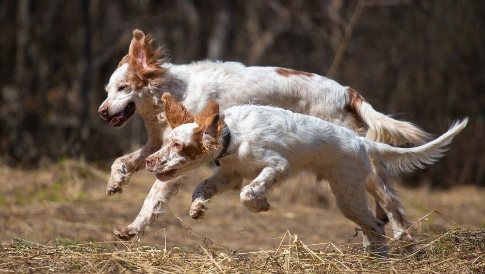Photograph by Александр Чибиркин