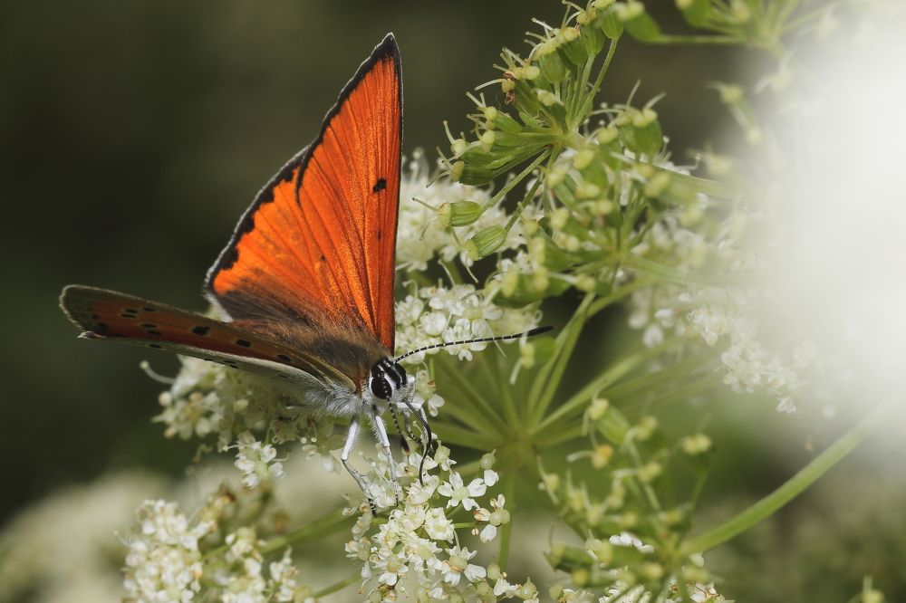 Photograph by Виктор Ноговицин