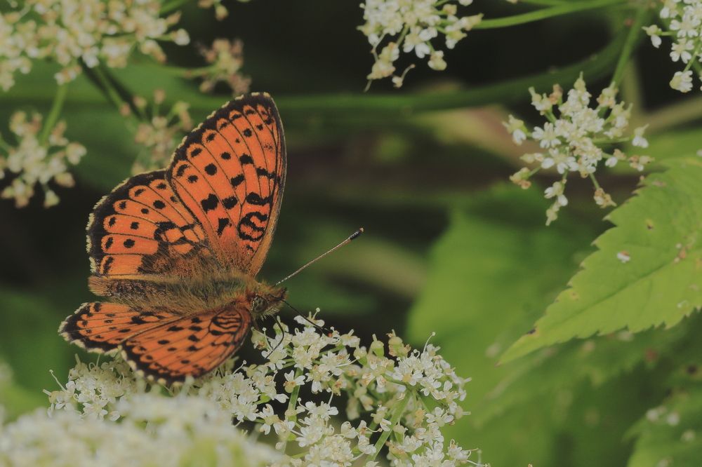 Photograph by Виктор Ноговицин