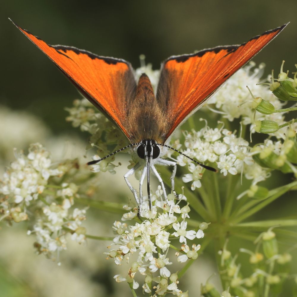 Photograph by Виктор Ноговицин