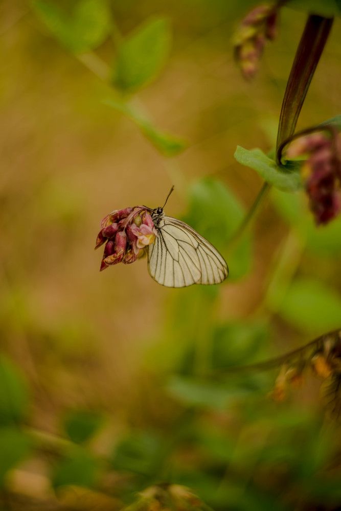 Photograph by Наталья Лещинская