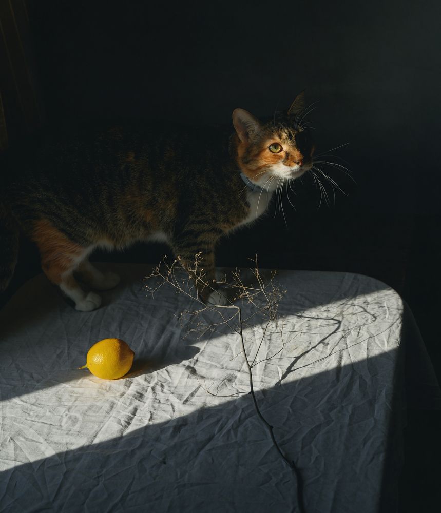 Фотография автора Елена Хазина