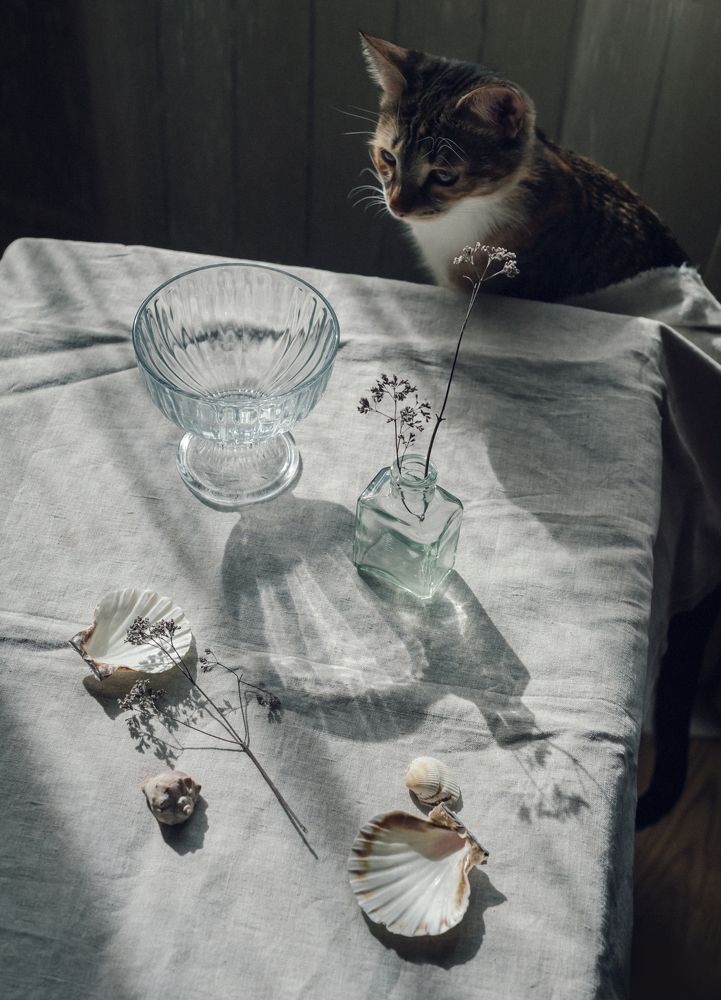 Фотография автора Елена Хазина