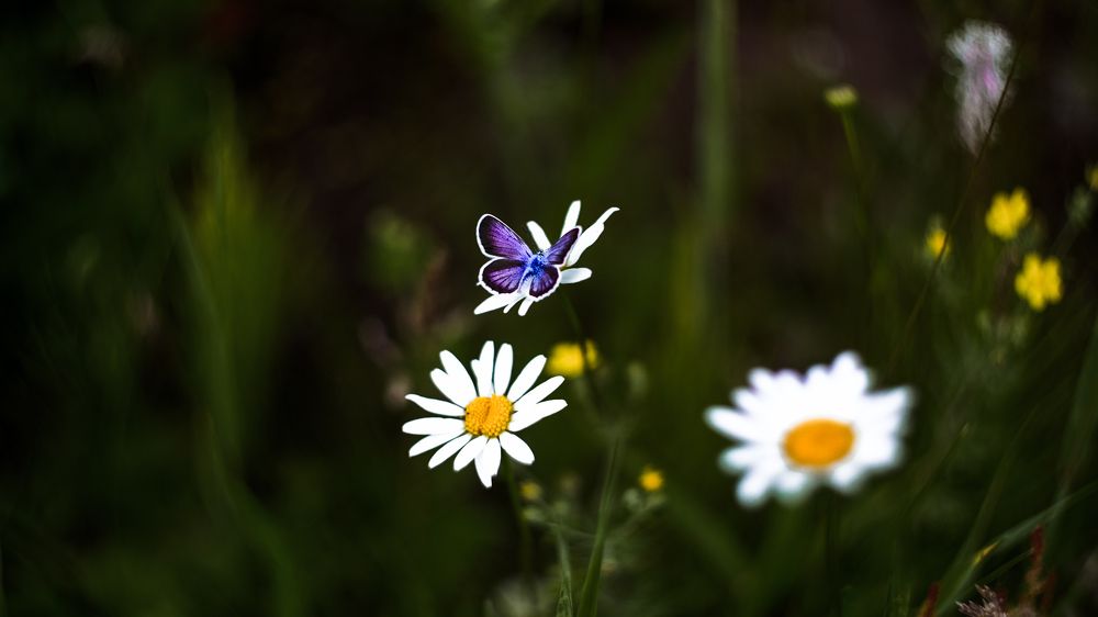 Photograph by Kostantin Belonogov
