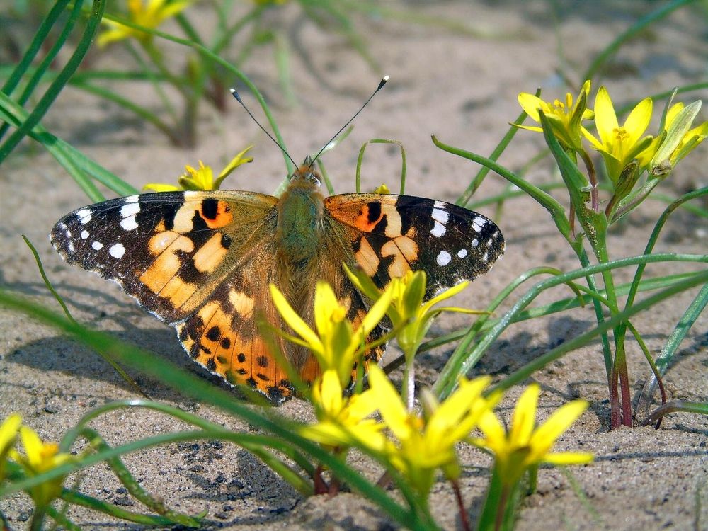 Photograph by Надежда Батракова