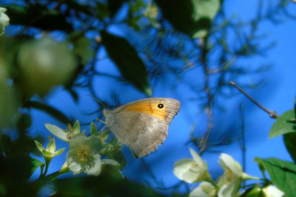 Photograph by Надежда Батракова
