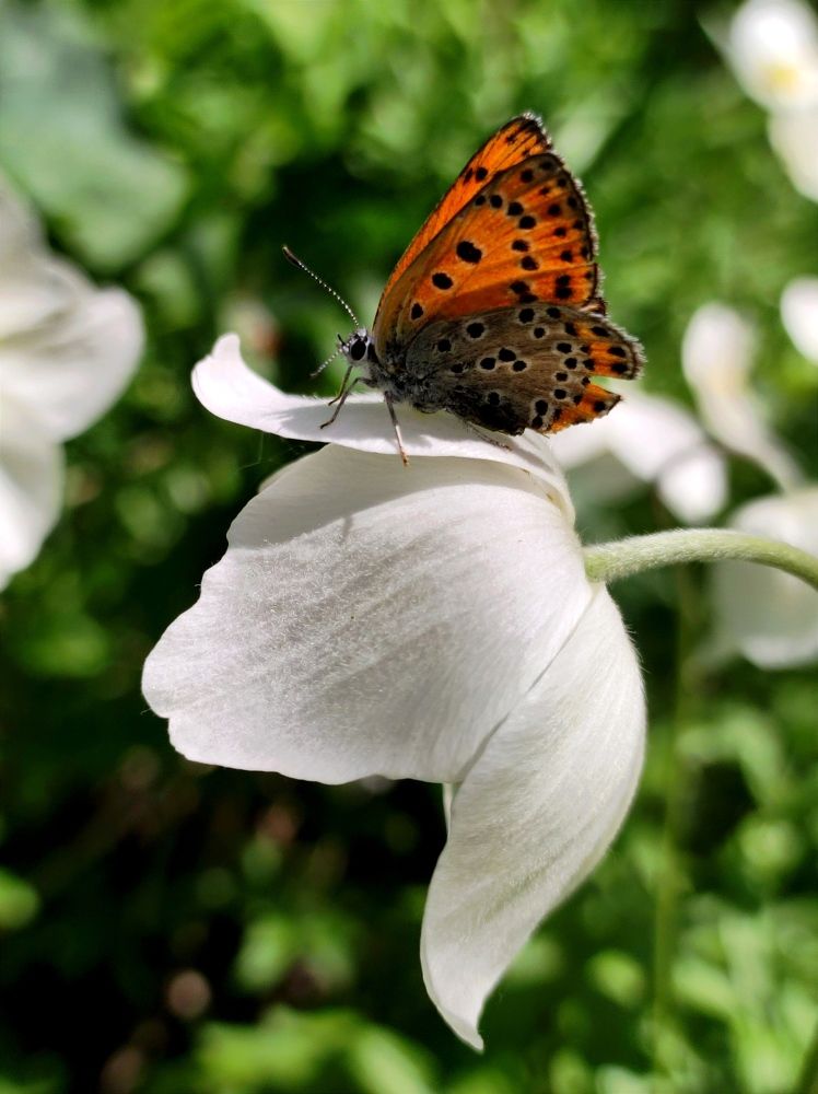 Photograph by Надежда Батракова