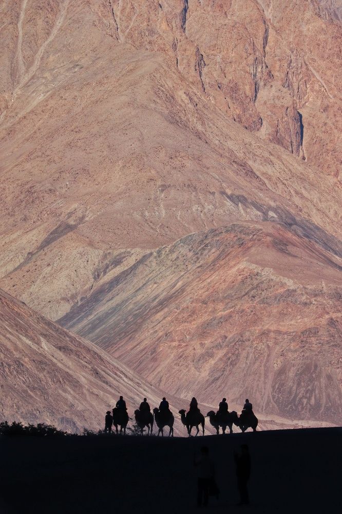 Camel Ride at Nubra Valley.