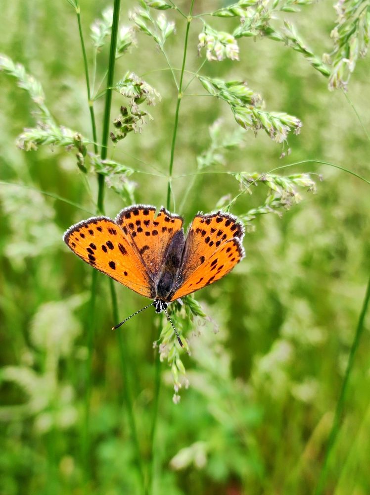 Photograph by Надежда Батракова
