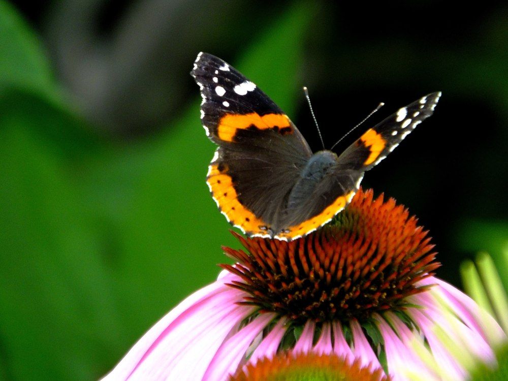 Photograph by Norayr Khazhakyan