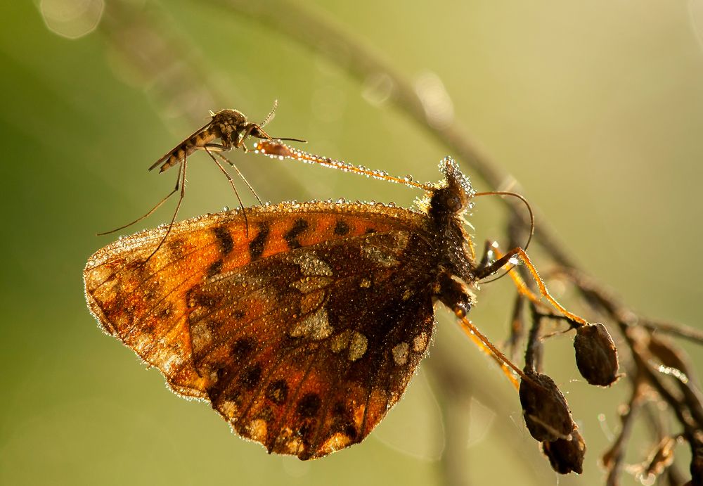 Photograph by Александр Чибиркин