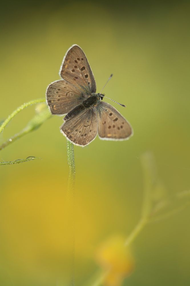 Photograph by Александр Чибиркин