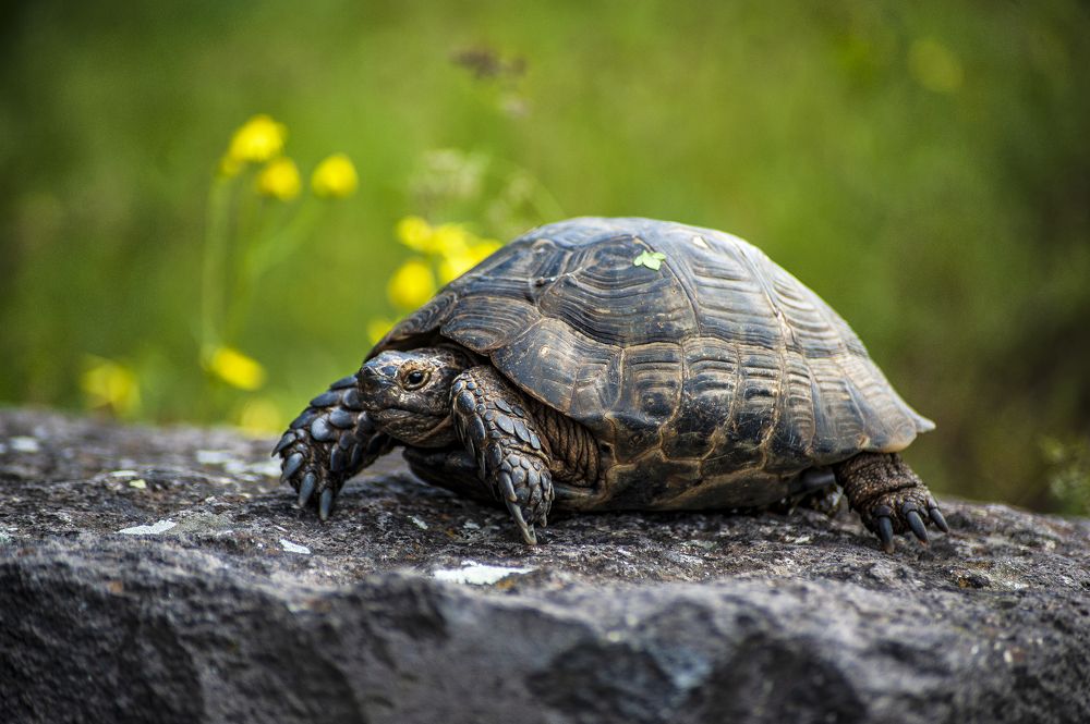 Photograph by DAMOUN POURNEMATI