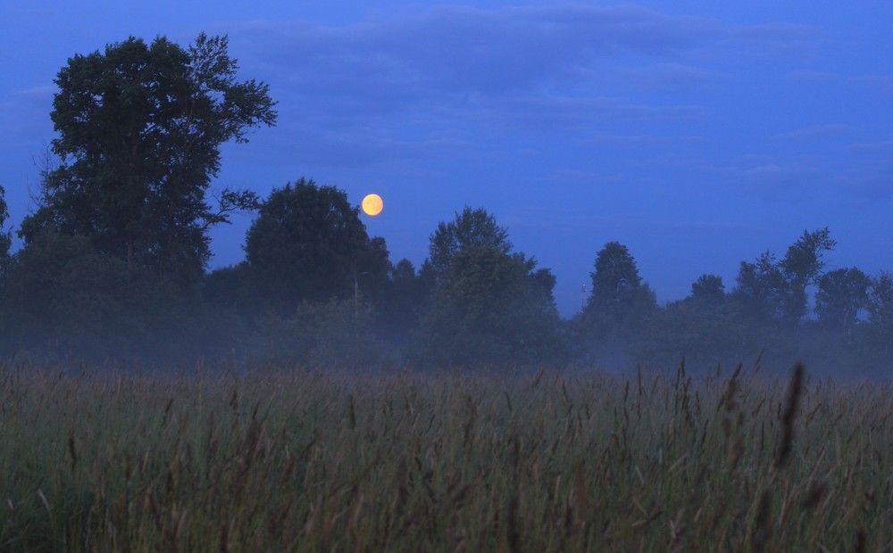 Фотография автора Светлана Терехова