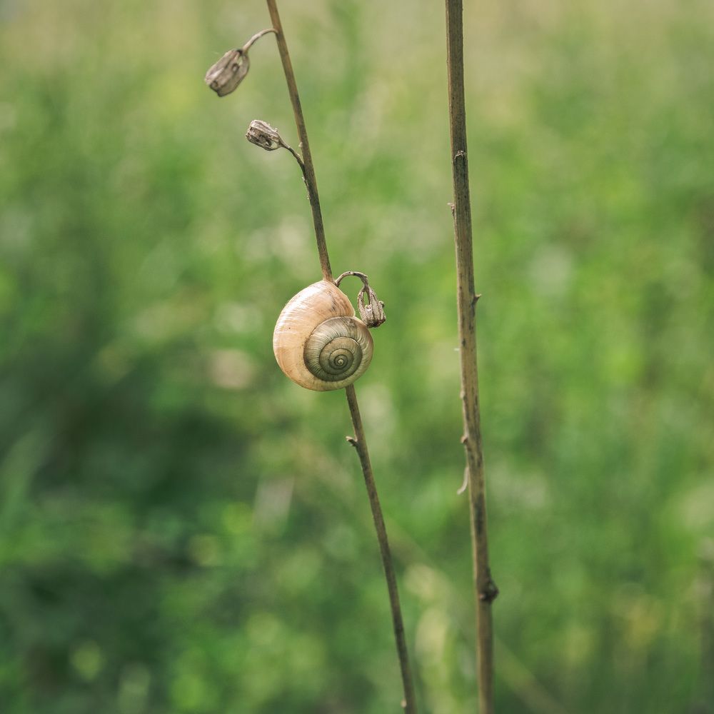 Photograph by Arkhipov