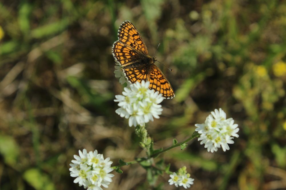 Photograph by Наталья Волкова