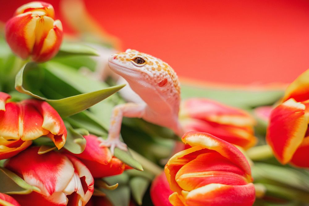 Фотография автора Юлия Бец