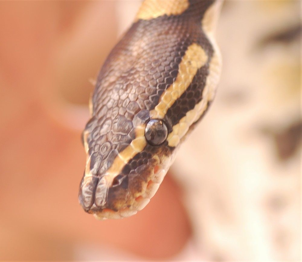 Фотография автора Ася Бабушкина