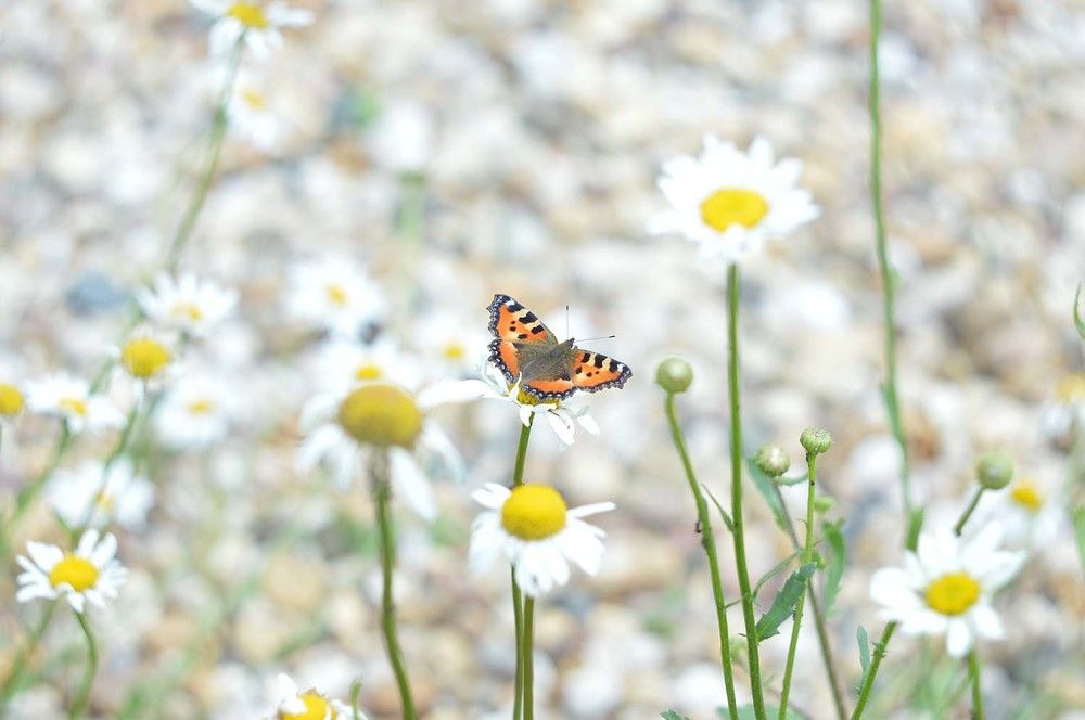 Photograph by Ксения