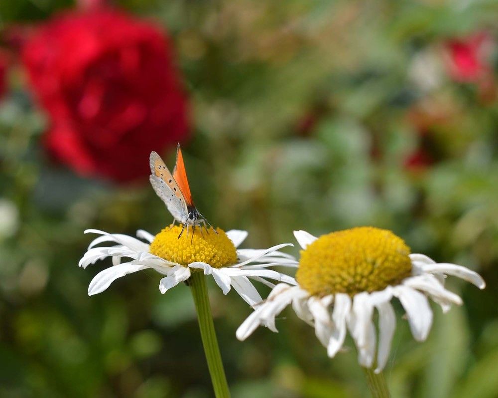 Photograph by Ксения