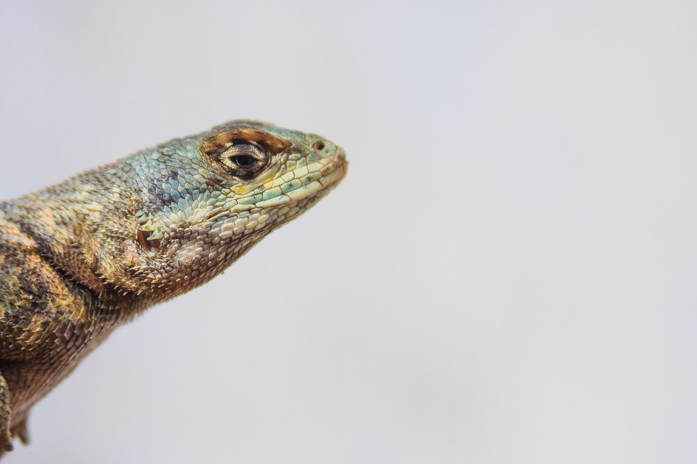 Photograph by Frederico Molini