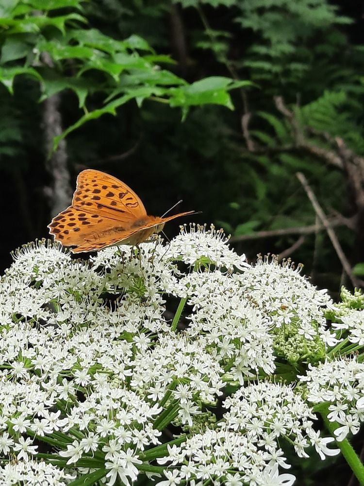 Photograph by Галина Оспищева