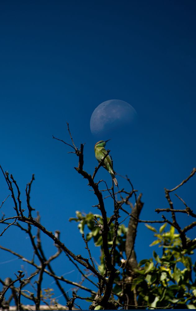 Photograph by SUEAL ANKRIT RANA