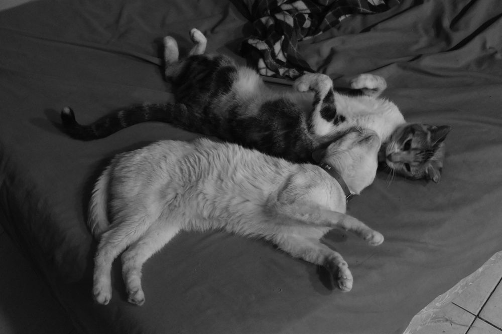 Photograph by Federico Fassardi