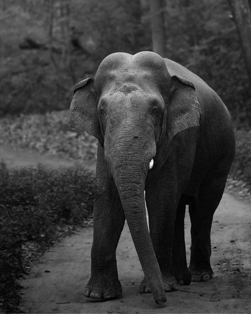 Photograph by Manas pandit