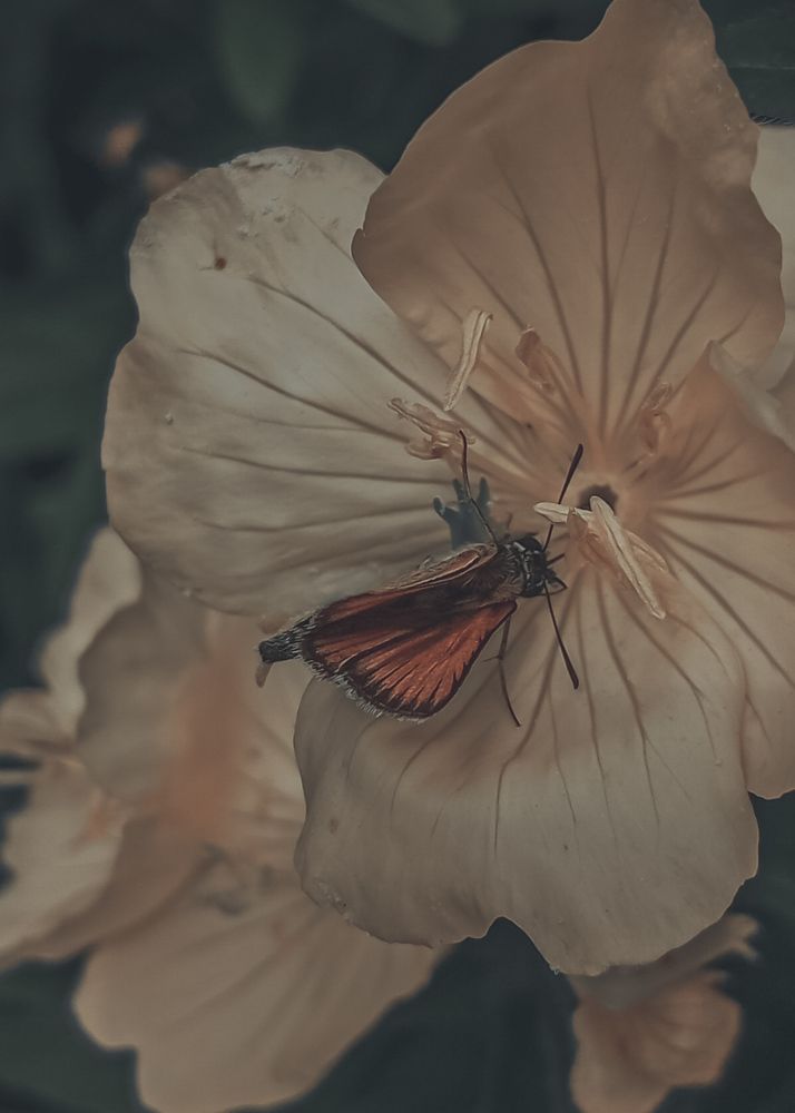 Photograph by Елена (Мори) Кузнецова