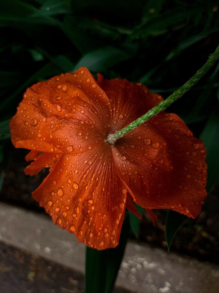 Photograph by Лариса Пасечник