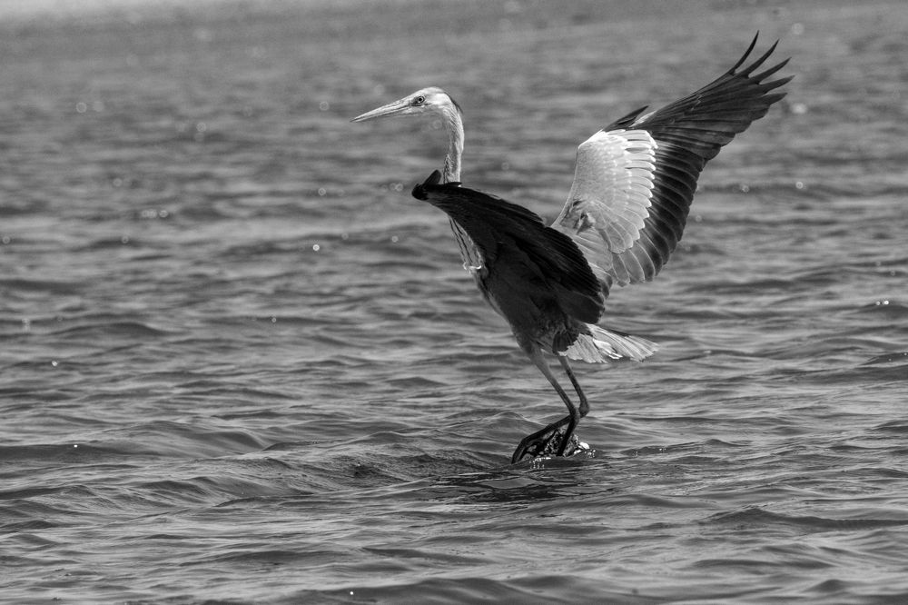 Photograph by Satish Nerlekar