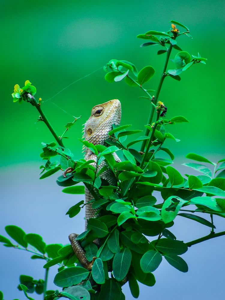 Photograph by SAIKAT PAL