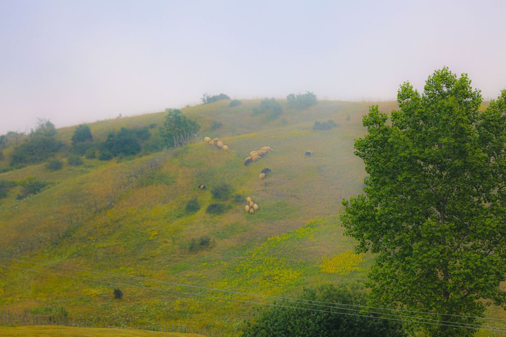 Photograph by Mohammadreza Majlesifar