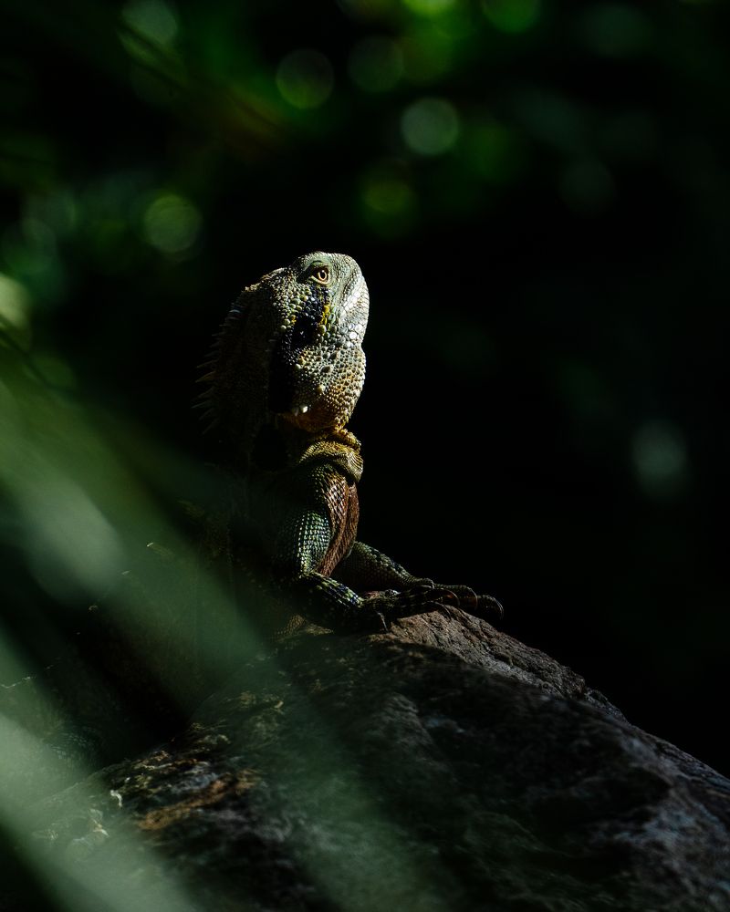 Capturing the Lizard's Blissful Soak