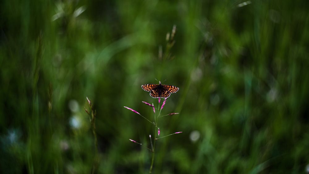 Photograph by Kostantin Belonogov
