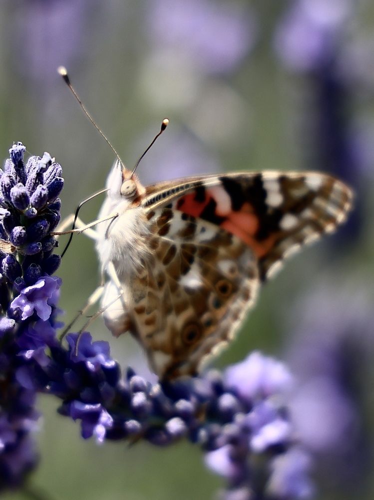 Photograph by Евгения Казакова