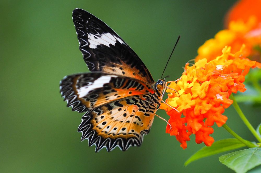 Фотография автора Pham Anh Vu