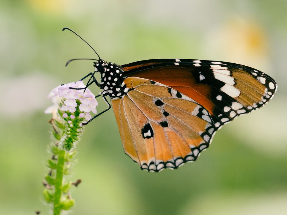 Фотография автора Pham Anh Vu