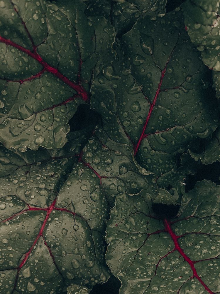 Photograph by Зульфия Вакилова