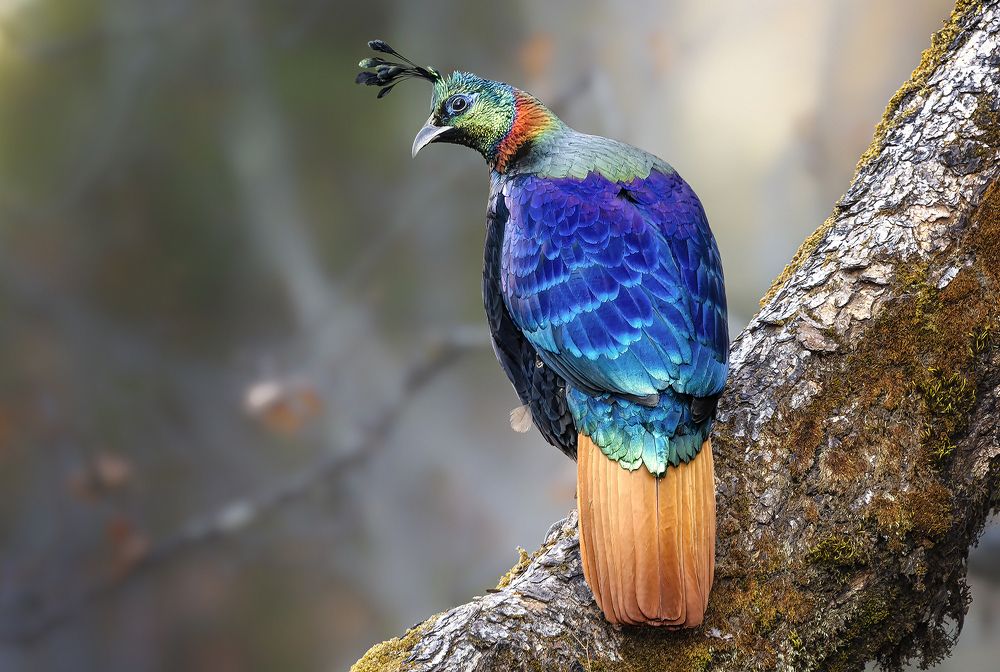 Photograph by PARTHA ROY