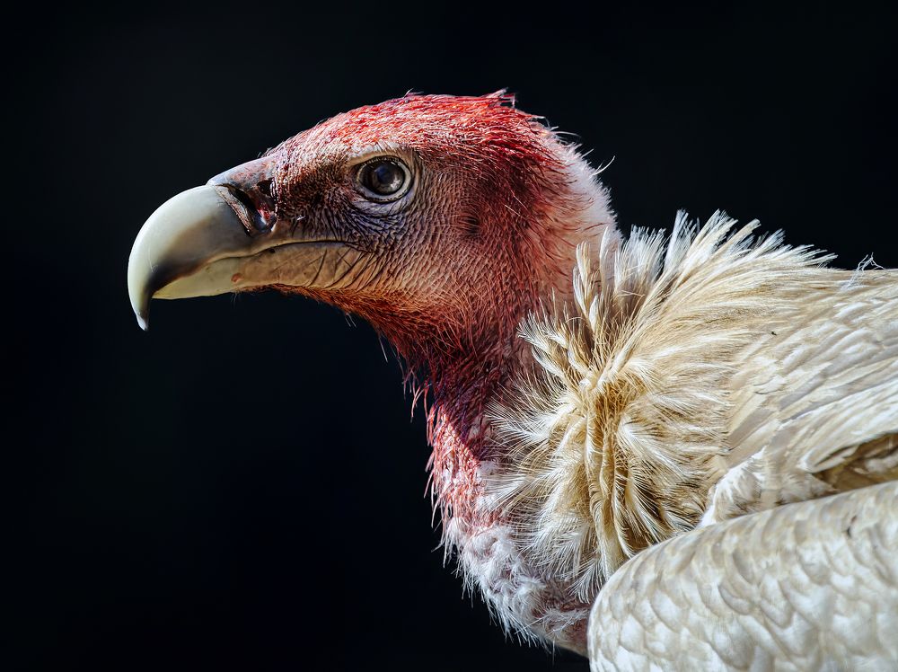 Photograph by PARTHA ROY