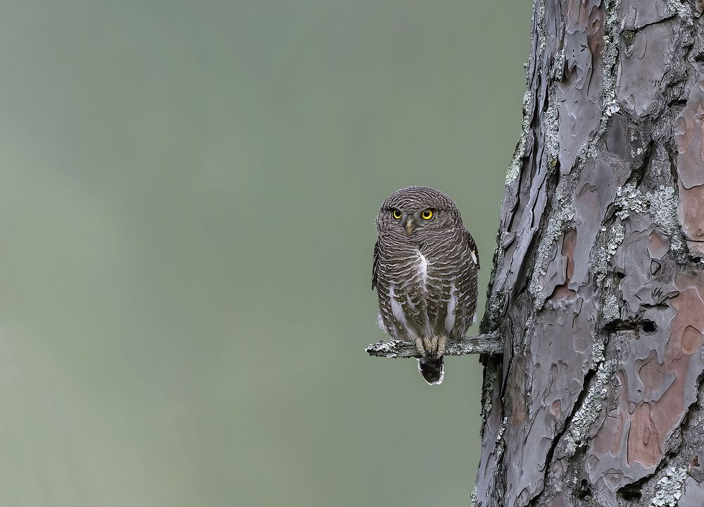 Photograph by PARTHA ROY