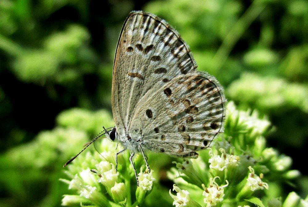 ID: Common Hedge Blue
