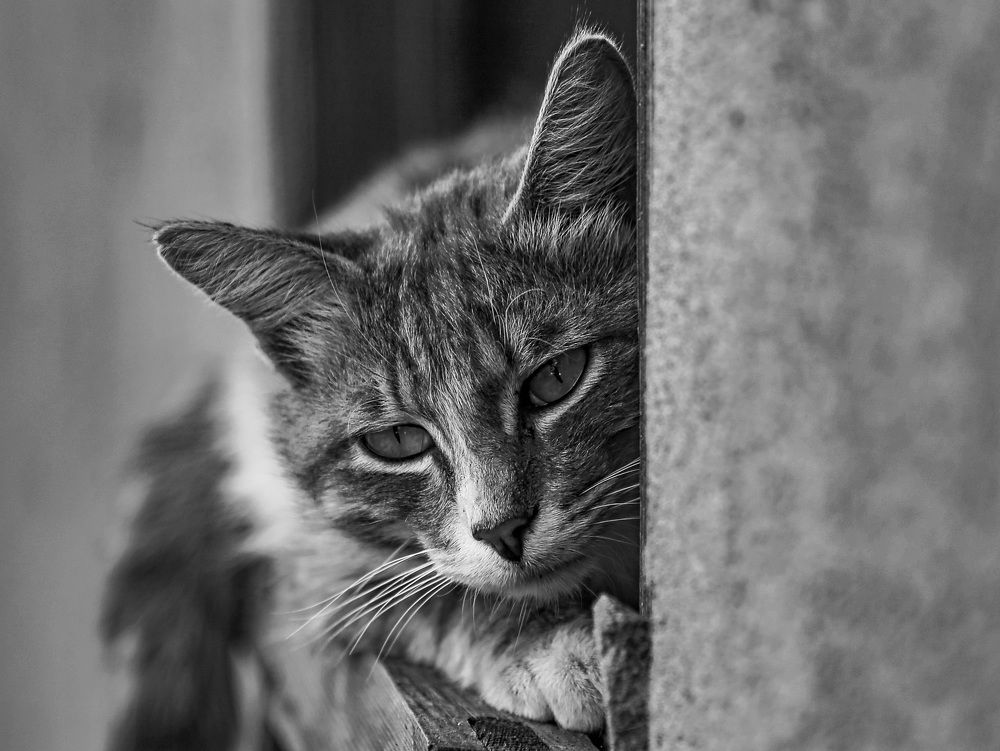 Фотография автора Олеся Лукьяненко