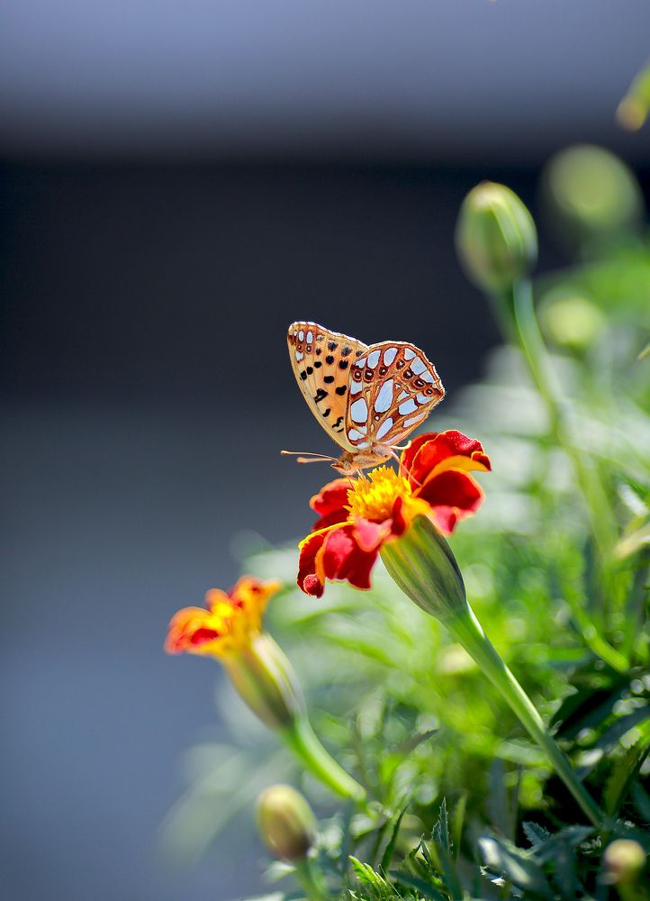 Фотография автора Олеся Лукьяненко
