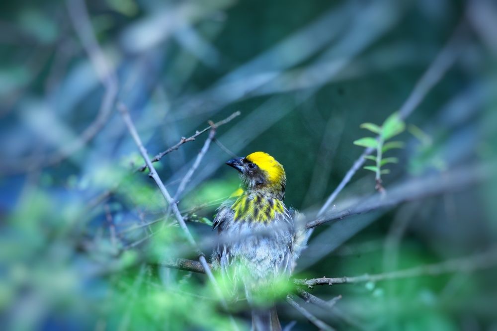 Baya weaver