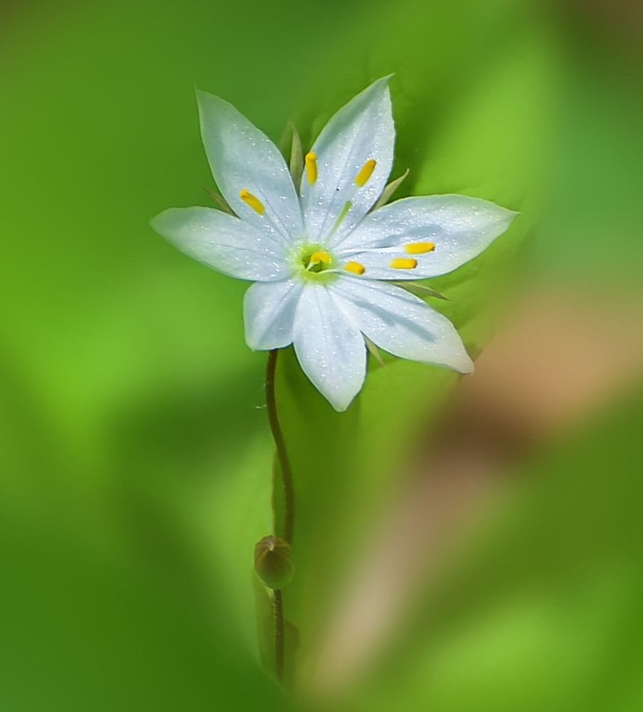 Седмичник европейский