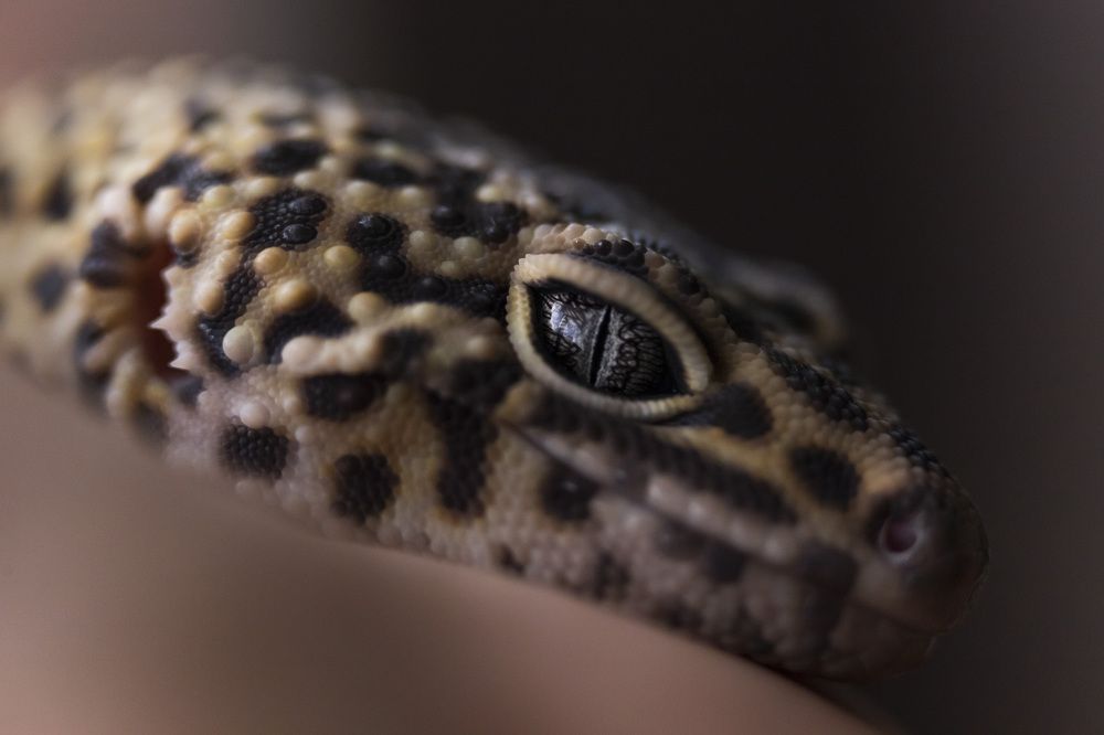 Фотография автора Татьяна Степанова