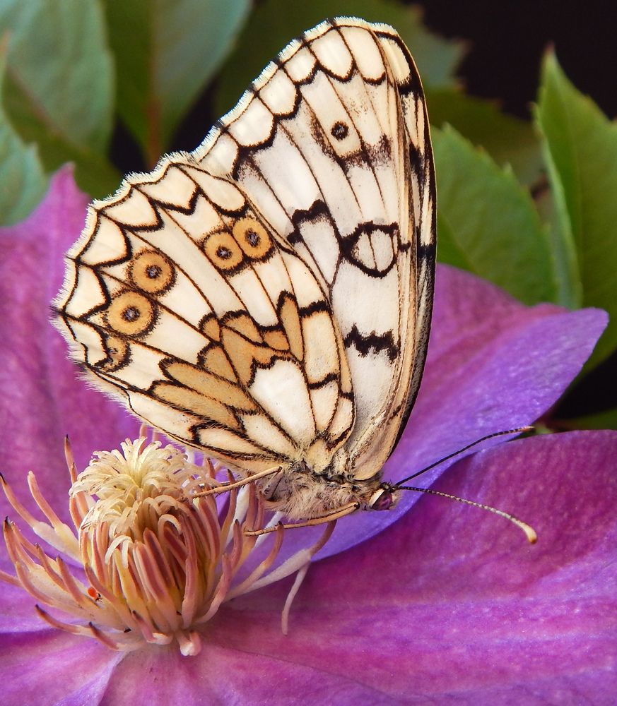 Photograph by Наталья Соколова